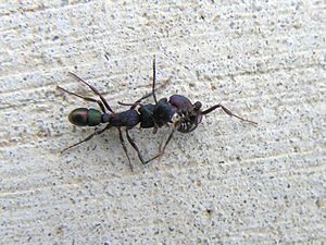 Green-Head Ant