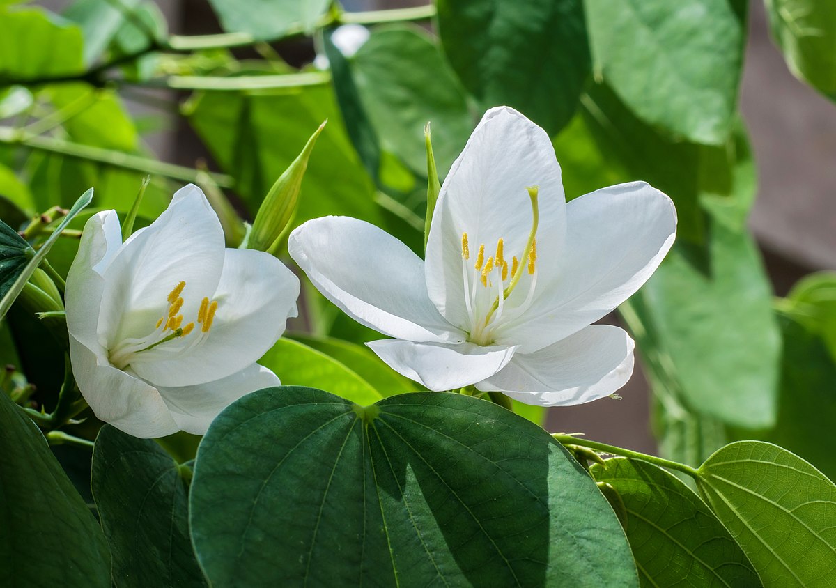 Bauhinia Acuminata Wikipedia