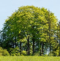 Grove of trees in Driedorf