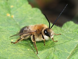 Eucera longicornis