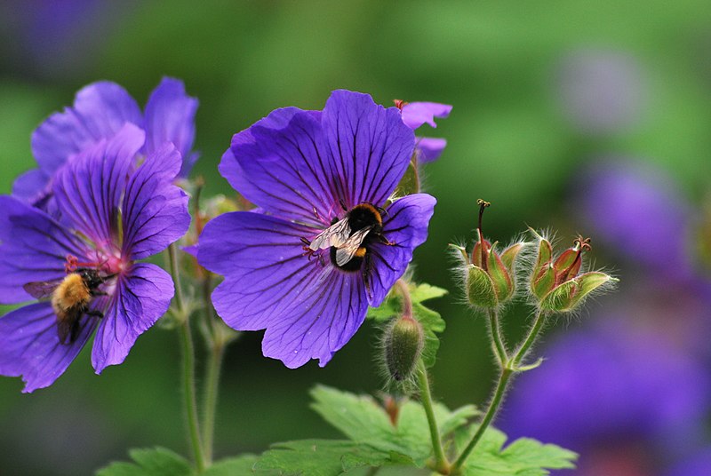 File:Bees - panoramio.jpg