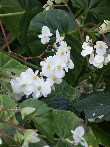 File:Begonia minor.jpg