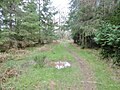 Thumbnail for File:Bere Wood, bridleway - geograph.org.uk - 6081904.jpg