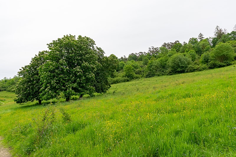 File:Beverungen - 2019-05-30 - HX-077 Krähenberg (DSC 6656).jpg