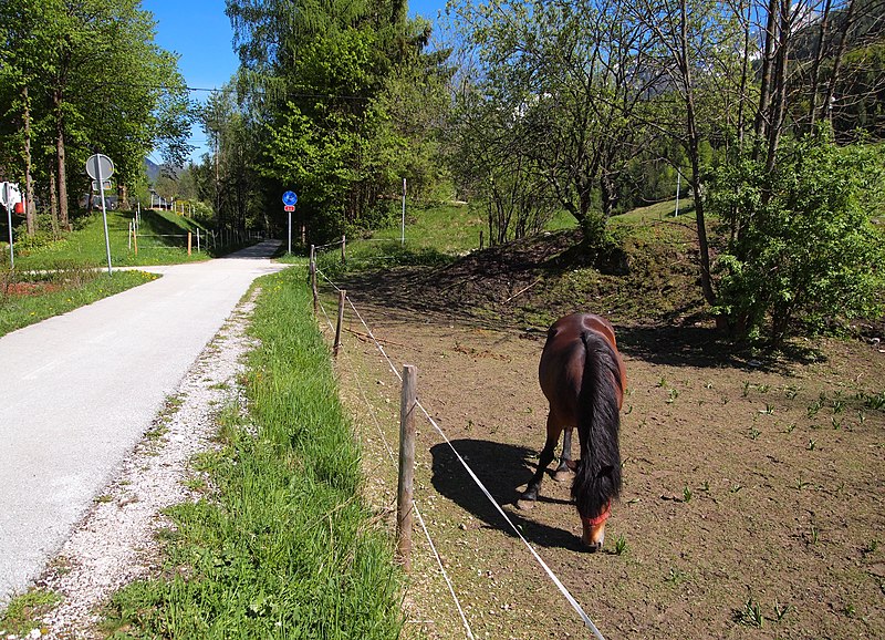 File:Bikeway and horse.jpg