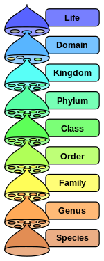 The hierarchy of biological classification's eight major taxonomic ranks. A genus contains one or more species. Intermediate minor rankings are not shown. Biological classification L Pengo vflip.svg