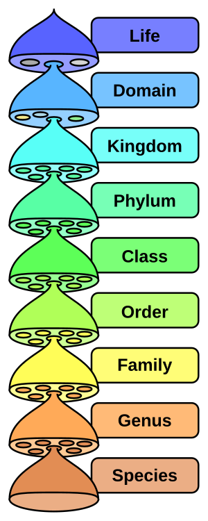 Biological Classification: Homology, Name endings, Related pages