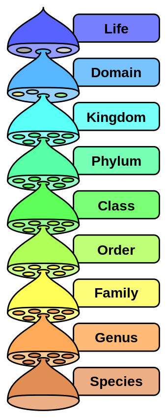 The basic scheme of modern classification. Many other levels can be used; domain, the highest level within life, is both new and disputed.