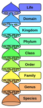The hierarchy of biological classification's eight major taxonomic ranks, which is an example of definition by genus and differentia. Life is divided into domains, which are subdivided into further groups. Intermediate minor rankings are not shown.