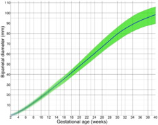 用胎頭頭雙頂徑（英語：biparietal diameter）（BPD）