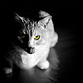 Bird-watcher. The Dark Side of the Cat. , ) - Flickr - Natalia Medd.jpg