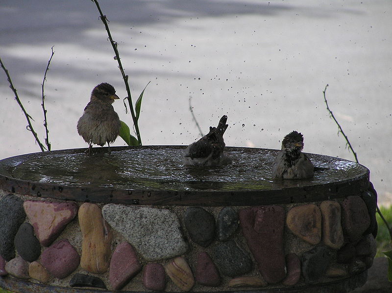 File:Birds bathing.jpg