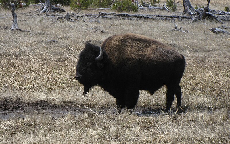 File:Bison classic profile Yellowstone.jpg