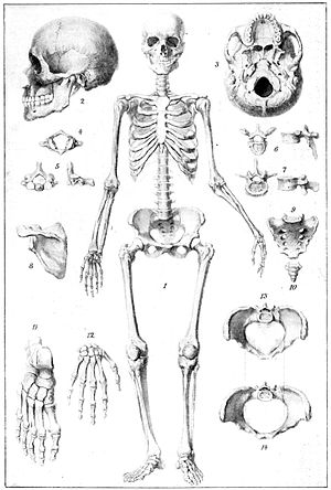 Sceletus humanus