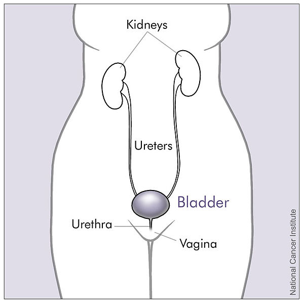 File:Bladder and nearby organs (female).jpg