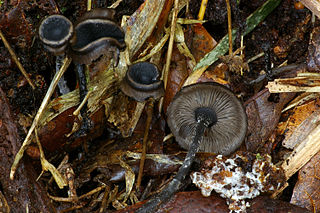 <i>Blastosporella</i> Genus of fungi