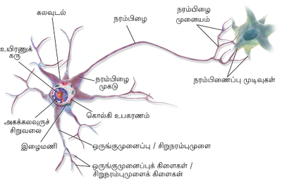 நரம்பணு