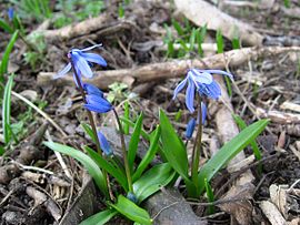 Scilla siberica