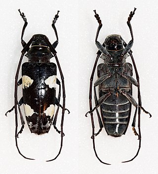 <i>Blepephaeus</i> Genus of beetles