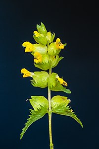 Bloemen van een Ratelaar (Rhinanthus) 13-06-2021. (d.j.b)