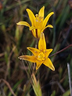 <i>Bloomeria humilis</i> Species of flowering plant