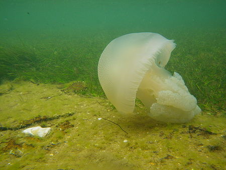 Blue Blubber Jellyfish IMGP2102.JPG