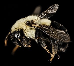 Bombus impatiens, f, queen, charles co (18239590966).jpg