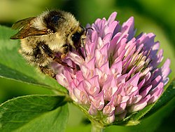 Bombus veteranus - Trifolium pratense - Keila.jpg