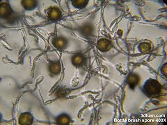 Spores and elaters from a horsetail. (Equisetum, microscopic view)