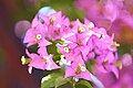 Bougainvillea (species?).