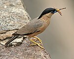 Brahminy Starling (Sturnus pagodarum) W IMG 0479.jpg