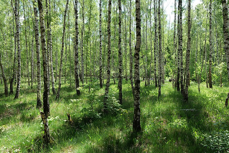 Bredower Forst Karte - Schutzgebiet - Brieselang, Brandenburg, Deutschland