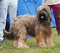 Briard, fawn