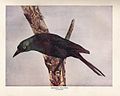 Bronzed Grackle Quiscalus quiscula aeneus. Blanchan, Neltje. Bird Neighbors. New York: Doubleday, Page & CO, 1902.