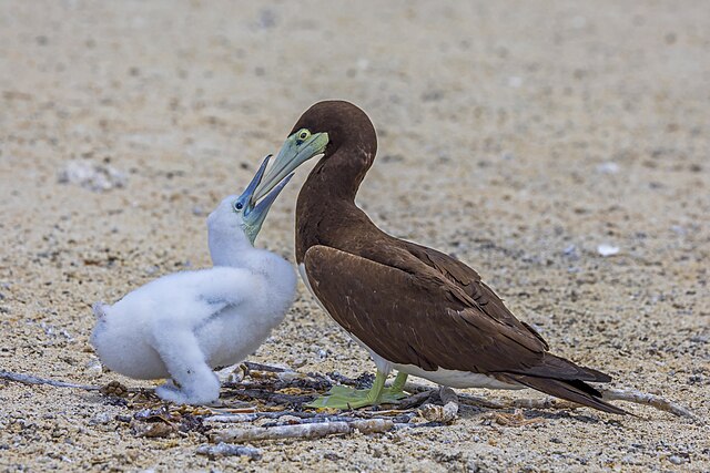 Бурая олуша (Sula leucogaster) кормит птенца на гнезде в национальном парке Майклмас-Кей, Большой Барьерный риф