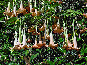 Brugmansia A.jpg