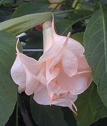 Pink, double-flowered Brugmansia cultivar Brugmansia bianca rose.jpg