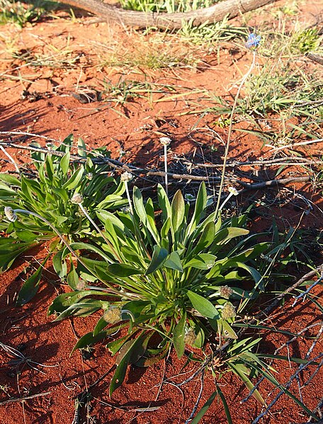 File:Brunonia australis plant.jpg