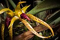 Bulbophyllum recurvilabre