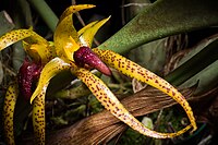 Bulbophyllum recurvilabre