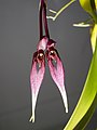 Bulbophyllum biflorum