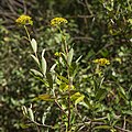 Bupleurum fruticosum, Forêt domaniale de Sète 01.jpg