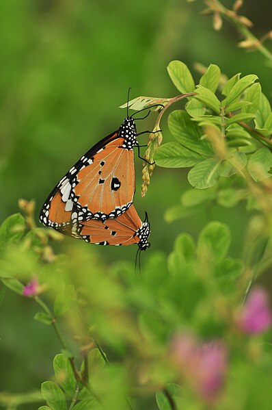 File:Butterfly Mating.jpg