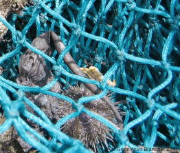 Volwassen zee-egels kunnen een vergelijkbare morfologie hebben, maar hebben totaal verschillende larven, afhankelijk van de soort.