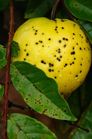 <i>Cephaleuros parasiticus</i> Plant pathogenic species of green algae