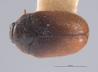 <i>Cryptorhopalum rubidum</i> Species of beetle