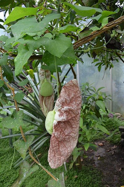 File:CBN Aristolochia gigantea 2015-07-13 Triton 2.jpg