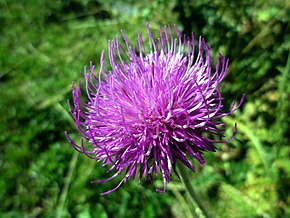 Beschreibung des Bildes CIRSIUM TUBEROSUM - GENTO - IB-331 (Cardigassa tuberosa) .JPG.