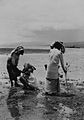 Femmes amboinaises cherchant des crabes, avant 1940.