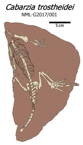 Fossile Cabarzia illustration.png